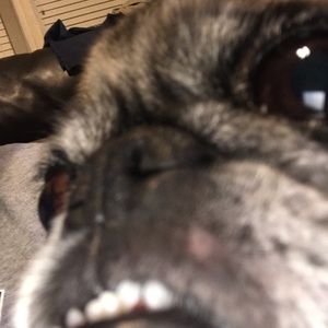 Meet your Posher, Devon